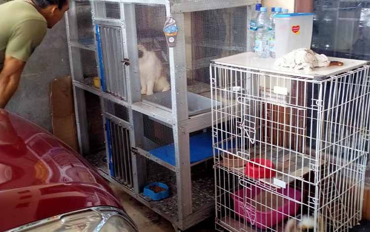 Pemilik hewan kesayangan kucing mengecek keadaan peliharaannya saat dikunjungi vaksinator rabies. (FOTO: TESTI PRISCILLA)