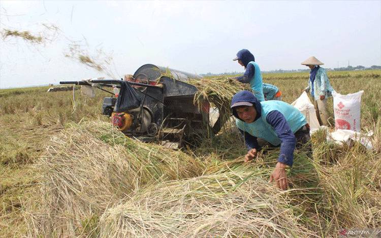 Petani merontokkan padi di areal persawahan di Bekasi, Jawa Barat, Senin (18/7/2022). ANTARA FOTO/Andi Bagasela/wsj/tom.