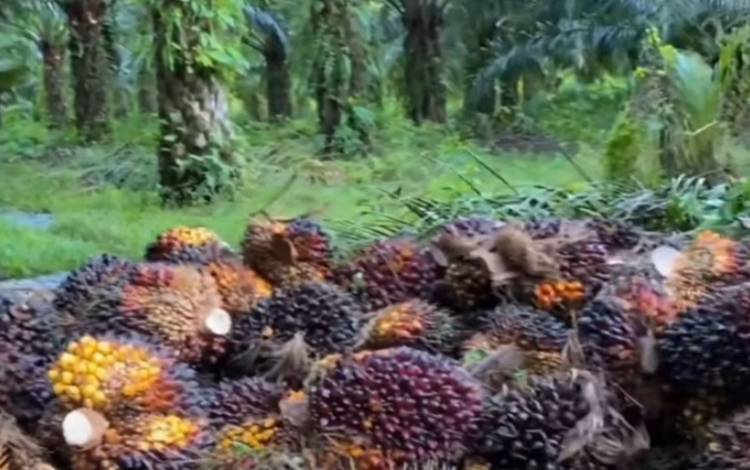 Buah tanda segar kelapa sawit di perkebunan mandiri milik warga. (FOTO: TESTI PRISCILLA)