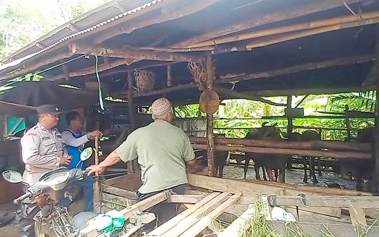 Bhabinkamtibmas Polsek Dusun Tengah mengecek ternak sapi warga Desa Luau Jawuk, Selasa, 1 Oktober 2022. (FOTO: BOLE MALO)