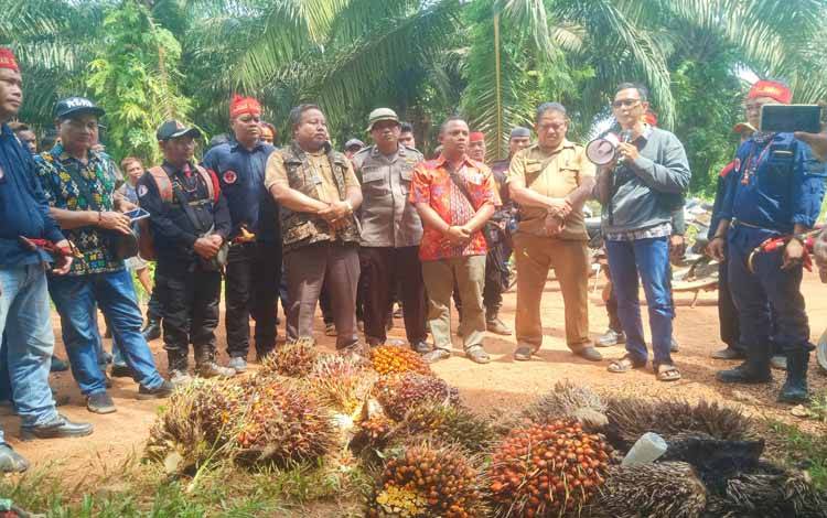 Sejumlah masyarakat Desa Pelantaran melakukan pemanenan perdana buah kelapa sawit setelah mendapat putusan dari majelis kerapatan mantir basara hai Kotim, Selasa, 1 November 2022. (POTO : PARLIN TAMBUNAN)