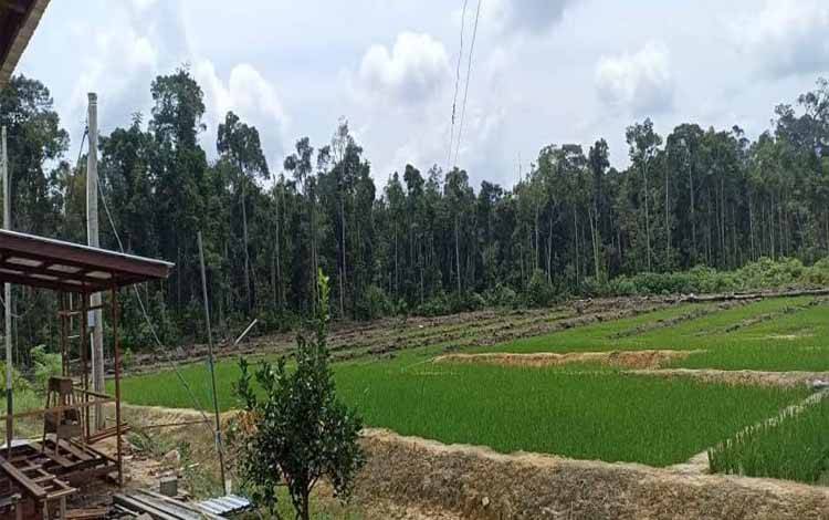 Pertanian padi di Desa Tumpung Laung yang dikelola kelompok tani binaan PT Mitra Barito.(foto: Dhani)