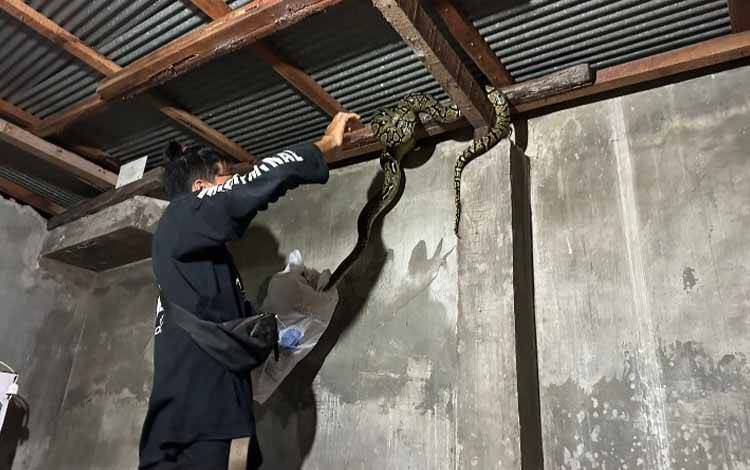 Tim ERP saat mengevakuasi ular dari atas atap milik seorang warga di Jalan Kalibata. (FOTO: AGUS FATARONI M)