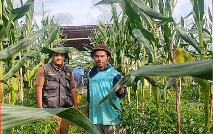 Koordinator BPP Paju Epat Lukmanul Chakim bersama Duta Petani Milenial Eben Heizar Tefbana, melakukan kunjungan Monev pada lahan budidaya tumpangsari di RT 02 Desa Balawa, Senin, 5 Desember 2022. (FOTO: BOLE MALO)
