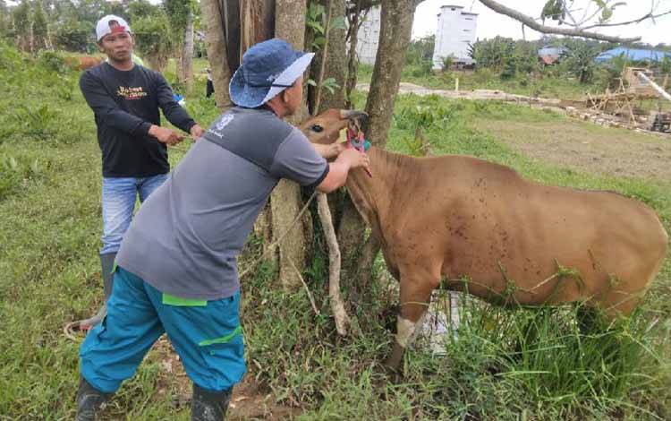 Petugas dari Satgas Penanganan PMK Gunung Mas saat melakukan vaksinasi ternak sapi milik warga setempat. (FOTO: IST)
