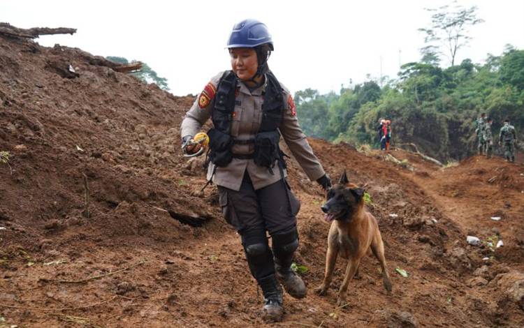 Anggota kepolisian wanita (Polwan) Ditsamapta Polda Jabar Unit K9, Bripda Indah Duha bersama anjing pelacak bernama Igor bertugas mencari korban gempa bumi di Cianjur, Jawa Barat, Selasa (29/11/2022). ANTARA/HO-Humas Mabes Polri