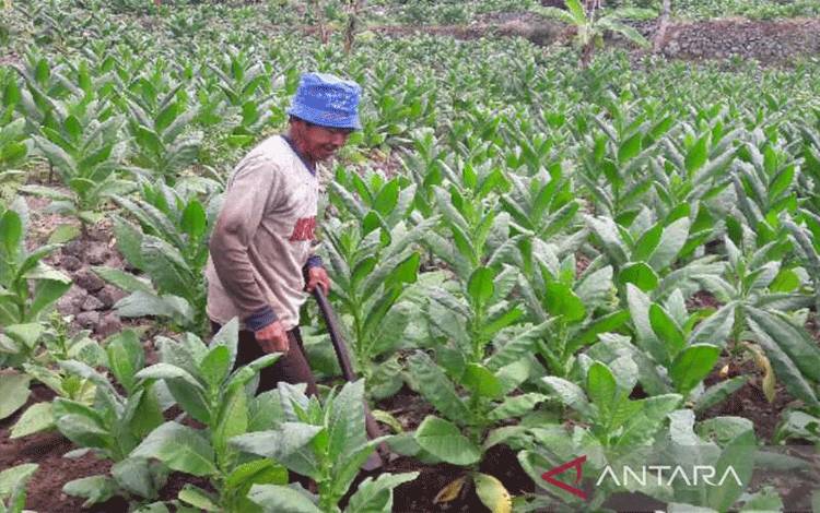 Ilustrasi - Seorang petani di Temanggung merawat tanaman tembakau. ANTARA/Heru Suyitno