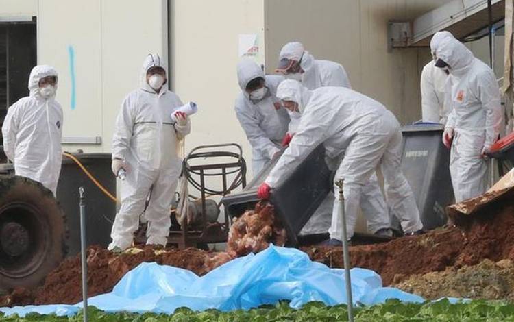 Arsip - Petugas kesehatan mengubur ayam di peternakan unggas tempat virus flu burung H5N6 yang sangat patogen menyebar di Haenam, Korea Selatan, 17 November 2016. (ANTARA/Yonhap/via REUTERS/as)