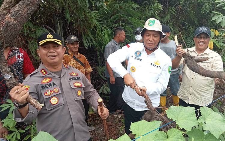 Bupati Sukamara Windu Subagio bersama Kapolres Sukamara AKBP Dewa Made Palguna dan petani saat memanen singkong. (FOTO:NORHASANAH)