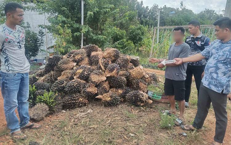 Pelaku menunjukkan barang bukti kelapa sawit yang ia curi di PT. WNL Desa Pelantaran, Kecamatan Cempaga Hulu, Kotim, Rabu 12 Januari 2023. (FOTO: IST)