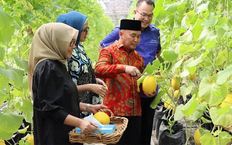 Gubernur Kalimantan Tengah (Kalteng), Sugianto Sabran saat memanen buah di kebun IPB baru baru ini. (FOTO: IST)
