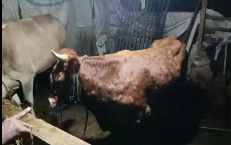 Seekor sapi yang terkena penyakit kulit LSD akibat virus. (FOTO: Dokumentasi RPH Palangka Raya)