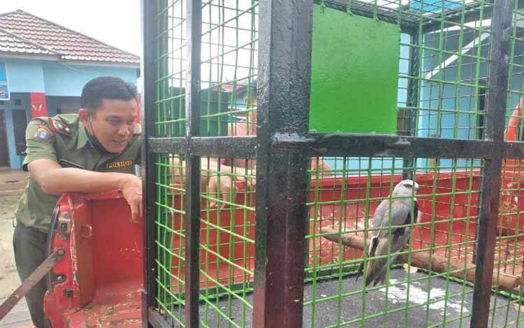 Burung elang tikus yang diterima Balai Konservasi Sumber Daya Alam (BKSDA) Pos Jaga Sampit
