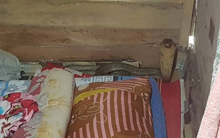 Ular king cobra sesaat sebelum dievakuasi Damkar Kobar, saat masuk dalam rumah warga di Kelurahan Baru, Pangkalan Bun, Kabupaten Kobar, Kamis, 2 Februari 2023