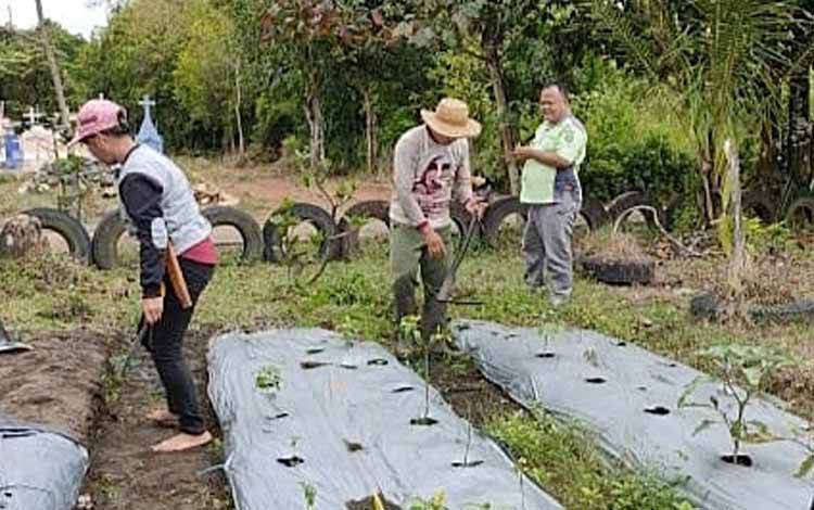 Kegiatan kaji terap komoditas hortikultura cabai di lahan BPP Paju Epat. (FOTO: IDT)