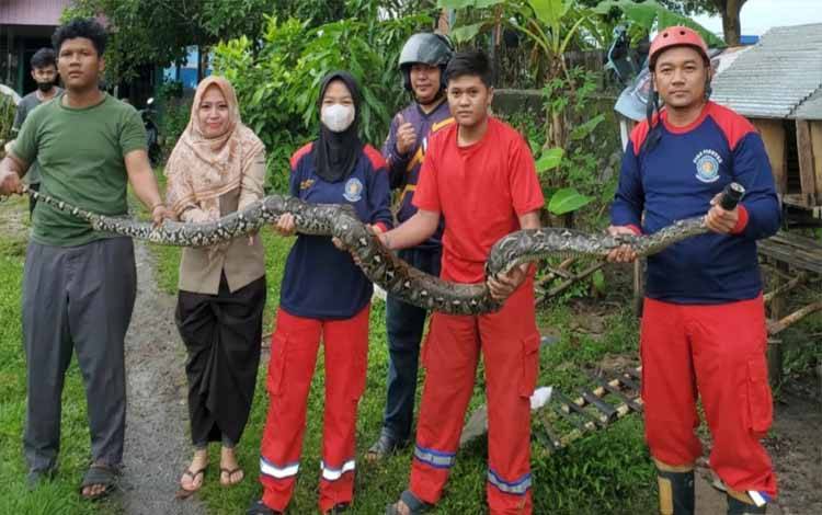 Tim BPK Tirta Borneo Kapuas usai mengevakuasi ular sanca dari kandang ayam warga pada Sabtu, 11 Februari 2023. (FOTO: BPK TIRTA BORNEO KAPUAS)