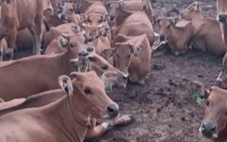 Kumpulan sapi yang ada di peternakan salah seorang pengusaha di Kotawaringin Barat.(FOTO: TESTI PRISCILLA)
