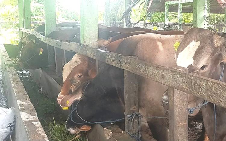 Sapi yang didatangkan dari Lamongan, Jawa Timur untuk pasokan daging sapi di Kota Palangka Raya.(FOTO: TESTI PRISCILLA)