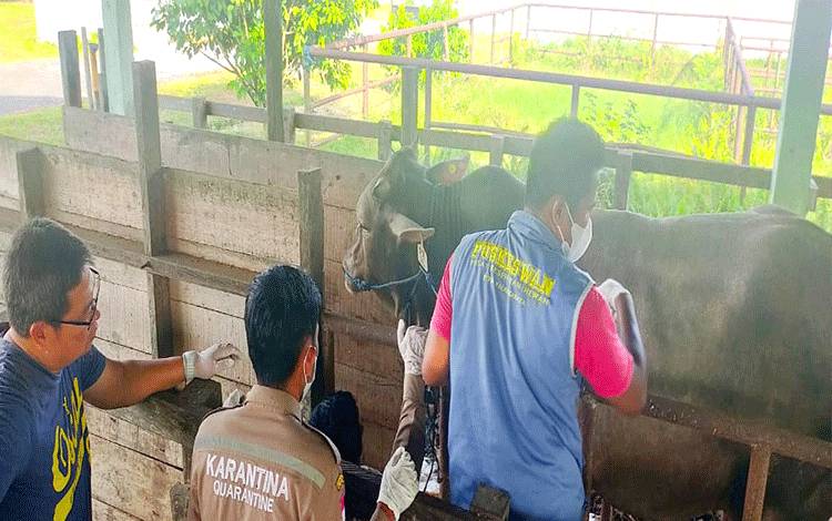 Pemeriksaan kesehatan sapi yang baru didatangkan ke Palangka Raya dari Lamongan, Sabtu, 18 Februari 2023.(FOTO: TESTI PRISCILLA)
