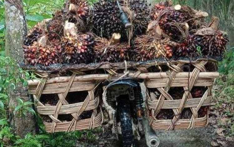 Pengangkutan tandan buah segar kelapa sawit di perkebunan kelapa sawit.(FOTO: TESTI PRISCILLA)