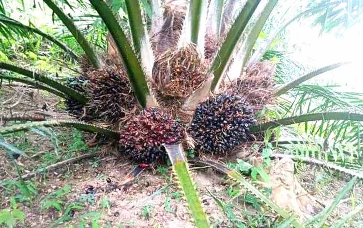 Tandan buah segar kelapa sawit yang siap dipanen.(FOTO: TESTI PRISCILLA)