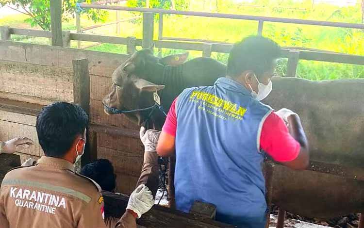 Pemeriksaan kesehatan sapi yang baru didatangkan dari luar Kalteng ke Palangka Raya. (FOTO: TESTI PRISCILLA)