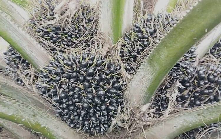 Tandan buah segar kelapa sawit, salah satu komoditas yang menyumbang devisa besar bagi negara.(FOTO: TESTI PRISCILLA)