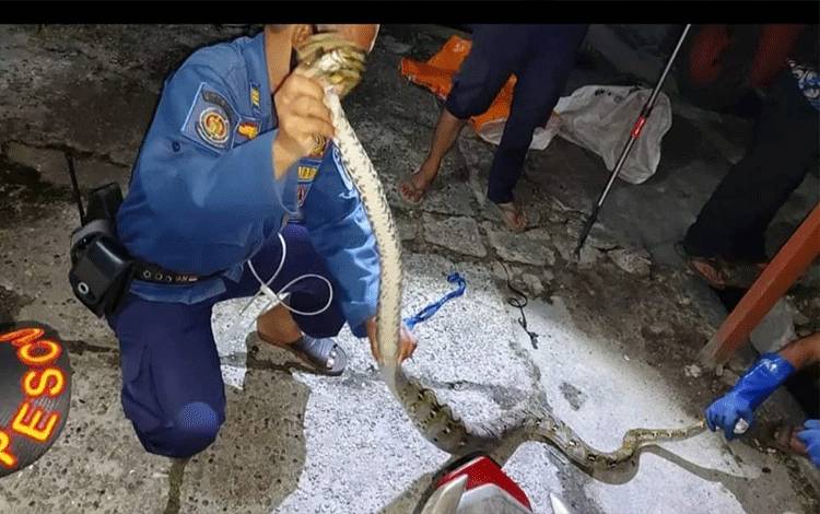 Tim Recue Damkar Palangka Raya saat evakuasi ular piton pemangsa ayam. (FOTO: DAMKAR)