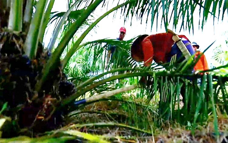 Proses memanen kelapa sawit di sebuah perkebunan kelapa sawit.(FOTO: TESTI PRISCILLA)