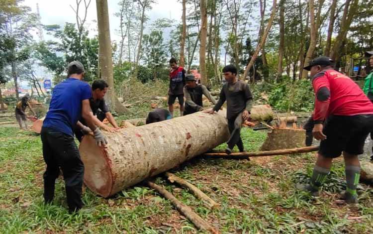 Petugas DLH Kapuas saat menebang pohon sengon di taman Hutan Kota Kuala Kapuas. (FOTO: IST)