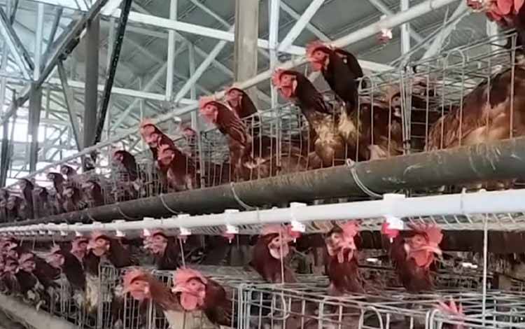 Peternakan ayam petelur di wilayah Kalteng. (FOTO: IST)