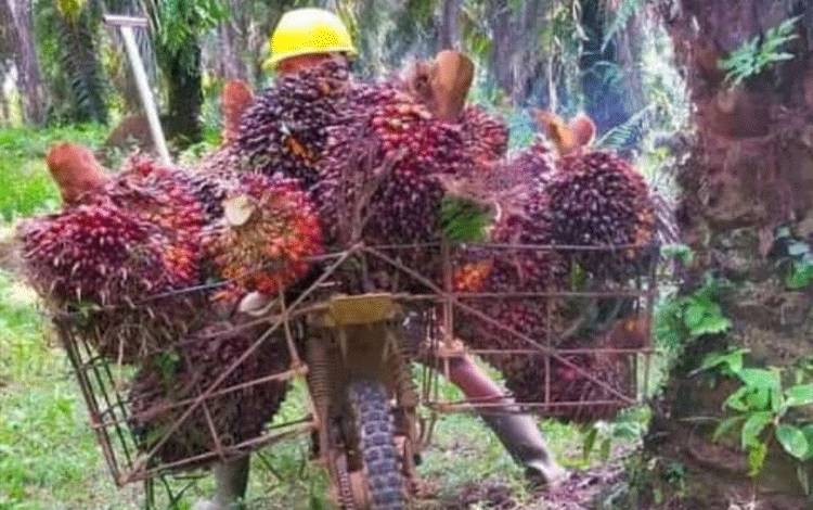 Pengangkutan tandan buah segar kelapa sawit di perkebunan mandiri milih petani kelapa sawit.(FOTO: TESTI PRISCILLA)