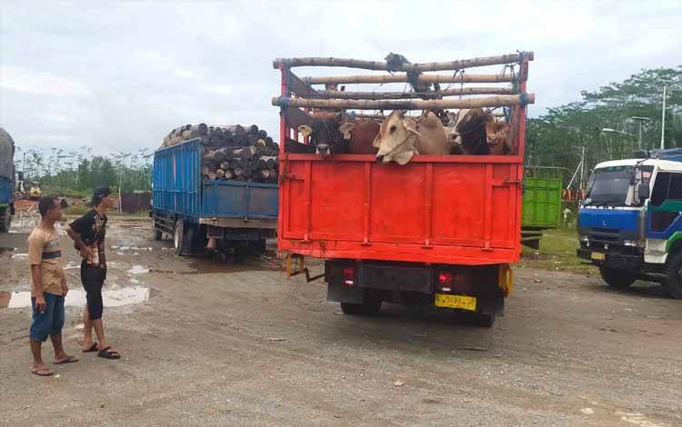 Truk pengangkut sapi stok untuk kebutuhan daging sapi di Kota Palangka Raya tiba di Pelabuhan Mintin pada Minggu, 26 Maret 2023.(FOTO: Dokumentasi RPH Palangka Raya untuk Borneonews)