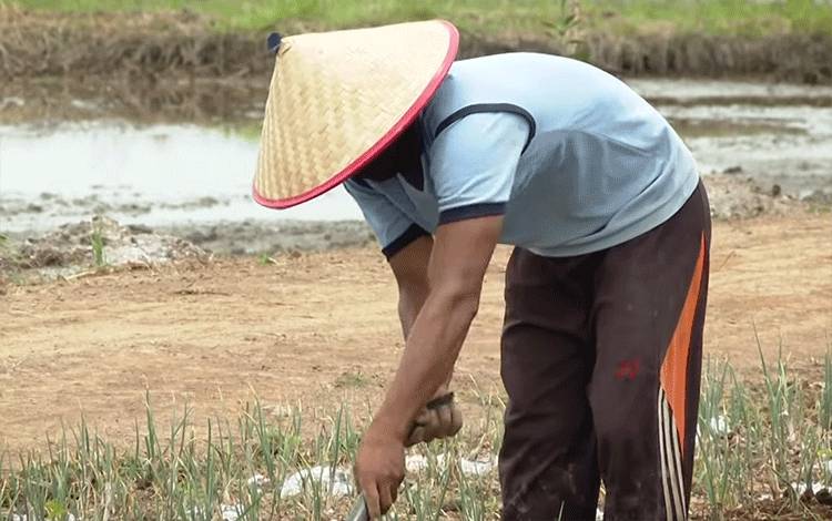 Petani sedang mengolah tanah di kawasan food estate Kalteng. Pemerintah mengklaim angka kemiskinan Kalteng mengalami penurunan dalam beberapa tahun terakhir. (FOTO: IST)