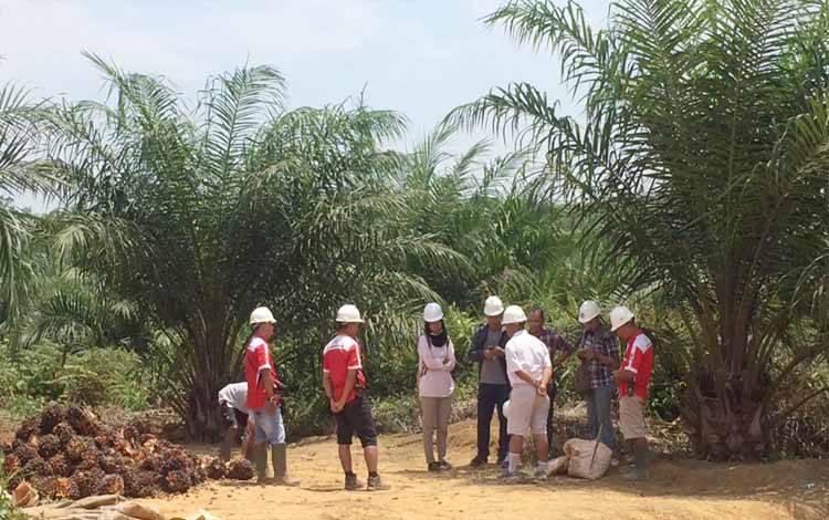 Kegiatan BPDPKS bersama jurnalis mengunjungi perkebunan kelapa sawit.(FOTO: Rilis BPDPKS)