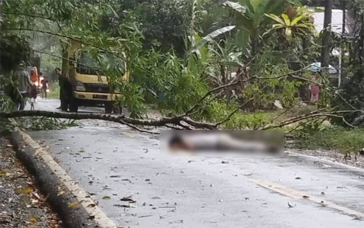 Pengendara sepeda motor bernama Samson Simarmata (39), tergeletak di jalan setelah tertimpa pohon tumbang di RT 01 Desa Kandris Kecamatan Karusen Janang Kabupaten Barito Timur, Jumat, 31 Maret 2023. (FOTO: IST)