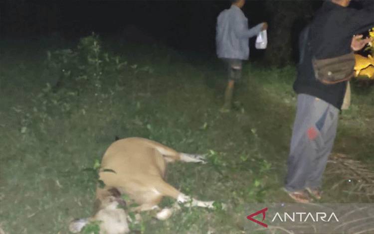 Kondisi sapi yang dimangsa harimau di Desa Gajah Makmur, Kabupaten Mukomuko, Minggu (2/4/2023) ANTARA/HO-Istimewa.