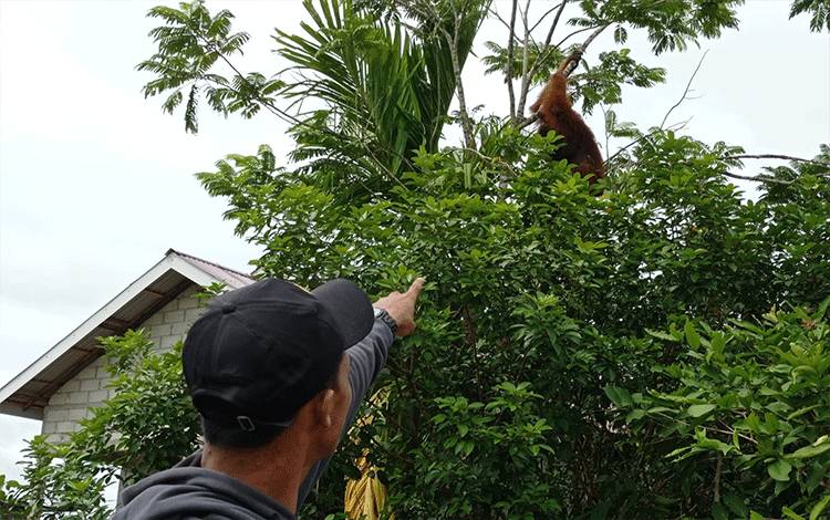 Sakini menunjukkan orang hutan di atas pohon rambutannya. (FOTO : PATHUR)