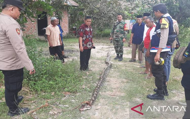 Polisi mengamankan ular jenis sanca berukuran lebih dari tiga meter yang melilit tubuh seorang petani karet di Dusun V, Desa Sukajaya, Bayung Lencir, Musi Banyuasin, Sumatera Selatan, Jumat (7/4/2023) (ANTARA/HO-Satreskrim Polres Musi Banyuasin)