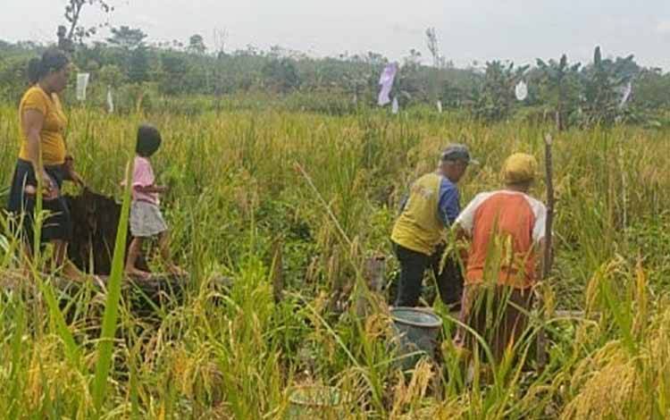 Pengubinan padi Gogo pada Kelompok Tani Rungkai Janang Desa Siong, Kabupaten Barito Timur, Kamis, 13 April 2023. (FOTO: BPP PAJU EPAT)