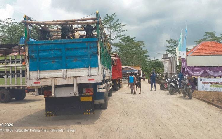 Dua truk Fuso yang mengangkut 40 ekor sapi untuk pemenuhan kebutuhan daging masyarakat Kota Palangka Raya menjelang lebaran.(FOTO: drh Ganjar untuk Borneonews)