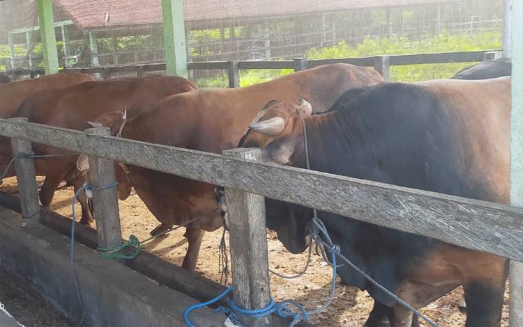 Sapi-sapi yang didatangkan dan sudah ada di kandang sementara milik pedagang sapi potong Palangka Raya.(FOTO: Dokumentasi drh Ganjar)