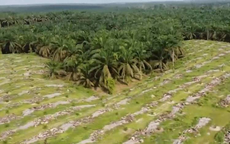 Perkebunan kelapa sawit yang sedang menjalankan peremajaan, tanaman lama diganti dengan tanaman baru. (FOTO: TESTI PRISCILLA)