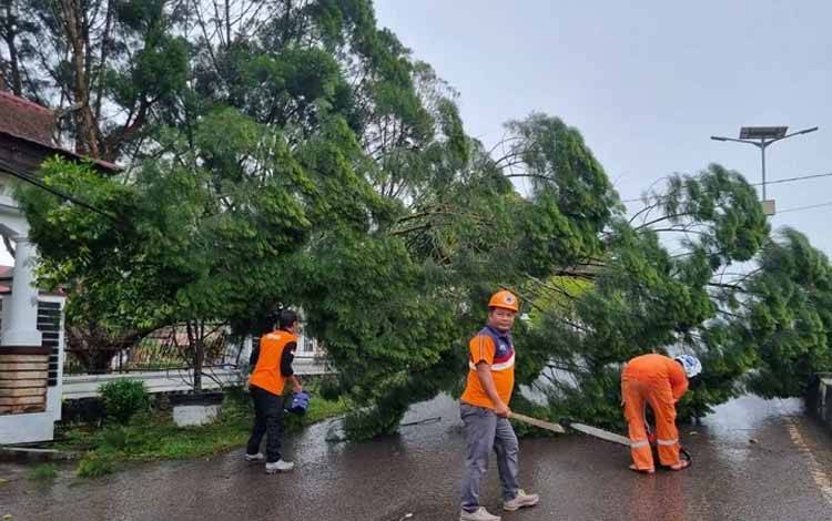 Sejumlah petugas dari BPBD Kabupaten Lamandau tengah mengevakuasi pohon tumbang di depan Kantor BPKPD Kabupaten Lamandau. (FOTO : HENDI NURFALAH)