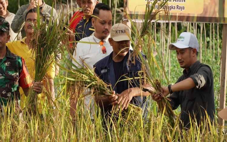 Wali Kota Palangka Raya Fairid Naparin saat panen padi di Kelurahan Pager. (FOTO: HUMAS)