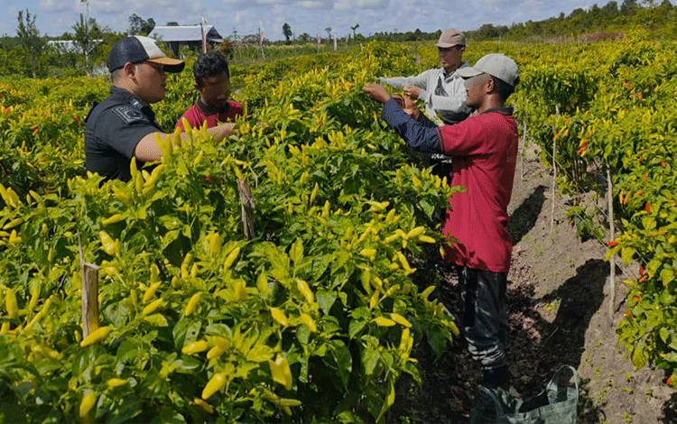 Petugas dan WBP Lapas Kelas III Sukamara melakukan panen cabai diarea pertanian lemabaga pemasyarakatan setempat, Selasa, 9 Mei 2023. (FOTO:DOK LAPAS SUKAMARA)