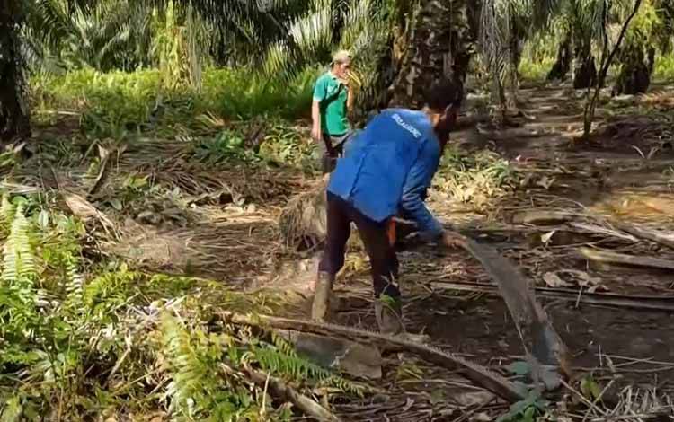 Pembersihan perkebunan kelapa sawit untuk merawat tanaman. (FOTO: TESTI PRISCILLA)