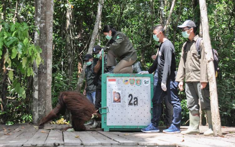 Pelepasliaran orangutan, salah satu kegiatan yang dilakukan oleh PT. SSMS, Tbk bersama NGO lingkungan dan konservasi BOSF yang telah digelar beberapa waktu lalu. (FOTO: YUDHA)