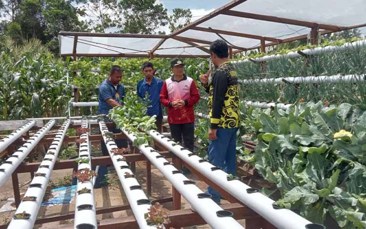 Wakil bupati Sukamara, Ahmadi saat memantau tamanan sayur yang dipersiapkan untuk kegiatan PEDA KTNA. (FOTO: NORHASANAH)