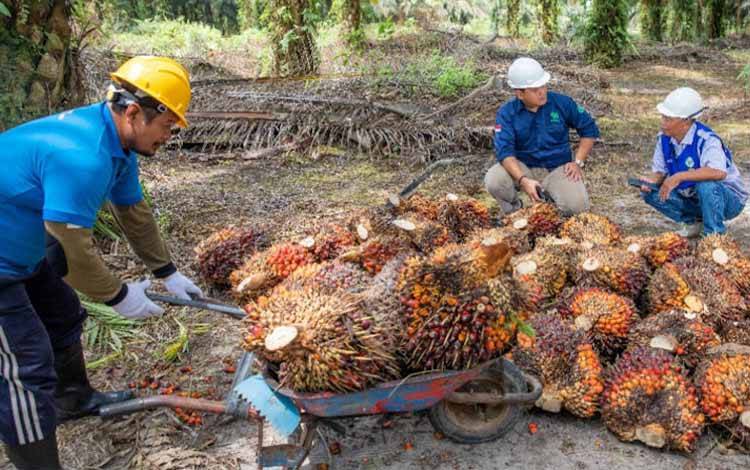 Petani kelapa sawit swadaya binaan PT SSMS Tbk yang tergabung dalam APKSM meraih insentif Rp2 miliar dari penjualan sertifikat RSPO.